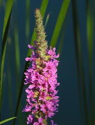 Attēlu rezultāti vaicājumam “Lythrum salicaria flower”