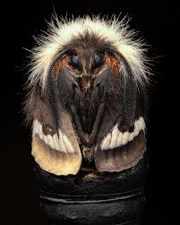 Attēlu rezultāti vaicājumam “Stemonitopsis hyperopta var. landewaldii macro”