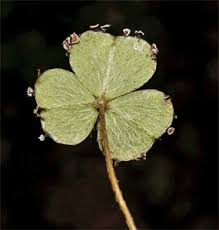 Attēlu rezultāti vaicājumam “Lycogala ustulatum sessile”