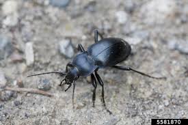 Attēlu rezultāti vaicājumam “Carabus violaceus”