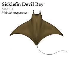 Image result for Mobula tarapacana