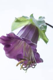 Image result for Helichrysum subulifolium