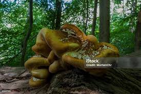 Attēlu rezultāti vaicājumam “Buglossoporus quercinus”