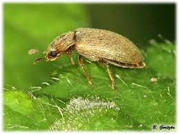 Attēlu rezultāti vaicājumam “Byturidae”