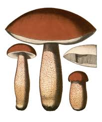 Attēlu rezultāti vaicājumam “Leccinum aurantiacum”