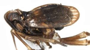 Attēlu rezultāti vaicājumam “Javesella pellucida male”