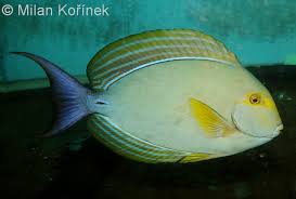 Image result for Acanthurus xanthopterus