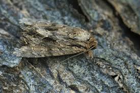 Attēlu rezultāti vaicājumam “Apamea monoglypha”