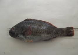 Image result for Sparisoma cretense