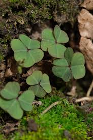 Attēlu rezultāti vaicājumam “Oxalis acetosella leaf”