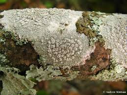 Attēlu rezultāti vaicājumam “Lecanora carpinea”