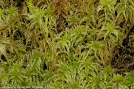 Attēlu rezultāti vaicājumam “Sphagnum sporophyte”