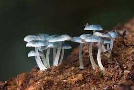 Attēlu rezultāti vaicājumam “Mycena amicta”