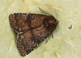 Attēlu rezultāti vaicājumam “Rusina ferruginea”