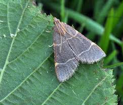 Attēlu rezultāti vaicājumam “Hypsopygia glaucinalis”