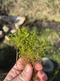 Attēlu rezultāti vaicājumam “Calliergonella cuspidata”