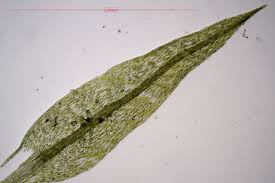 Attēlu rezultāti vaicājumam “Pohlia sphagnicola”