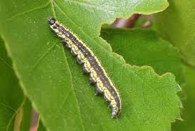 Attēlu rezultāti vaicājumam “Ortholepis betulae”