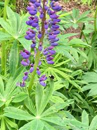 Attēlu rezultāti vaicājumam “Lupinus polyphyllus fruit”