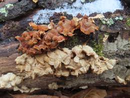 Attēlu rezultāti vaicājumam “Stereum fasciatum”