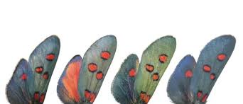 Attēlu rezultāti vaicājumam “Zygaena sp.”