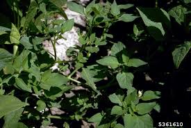 Attēlu rezultāti vaicājumam “Solanum nigrum leaf”
