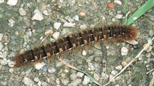 Attēlu rezultāti vaicājumam “Lasiocampa quercus imago”