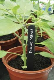 Attēlu rezultāti vaicājumam “Sesleria caerulea fruit”