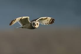 Attēlu rezultāti vaicājumam “Asio flammeus adult”