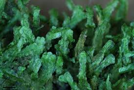 Attēlu rezultāti vaicājumam “Homalia trichomanoides sporophyte”