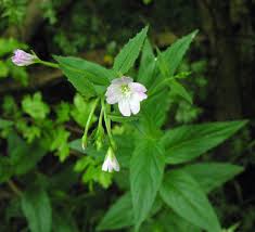Attēlu rezultāti vaicājumam “Epilobium montanum flower”
