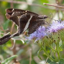 Attēlu rezultāti vaicājumam “Chionaspis salicis imago”