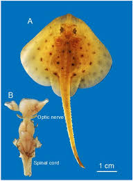 Image result for Leucoraja ocellata