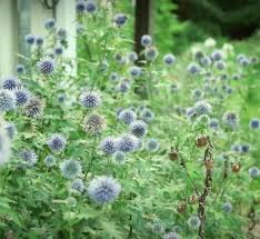 Attēlu rezultāti vaicājumam “Echinops sphaerocephalus leaf”