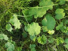 Attēlu rezultāti vaicājumam “Alchemilla vulgaris aggr. bud”