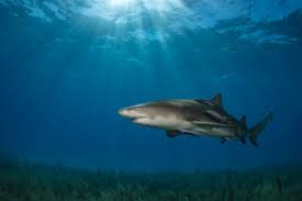 Image result for Carcharhinus plumbeus