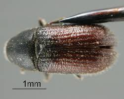 Attēlu rezultāti vaicājumam “Tomicus minor”