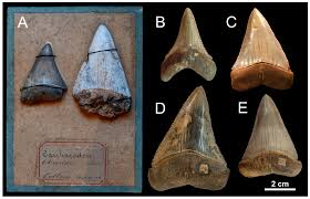 Image result for Carcharias