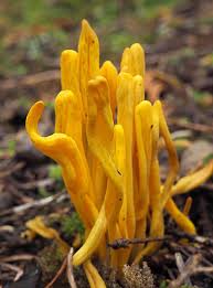 Attēlu rezultāti vaicājumam “Clavulinopsis helvola”