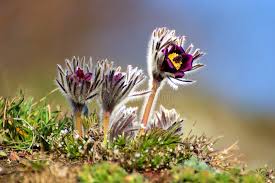 Attēlu rezultāti vaicājumam “Pulsatilla pratensis bud”