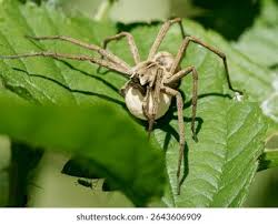 Attēlu rezultāti vaicājumam “Pisaura mirabilis female”