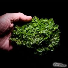 Attēlu rezultāti vaicājumam “Pellia”