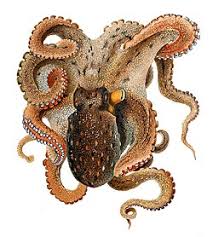 Image result for Octopus vulgaris