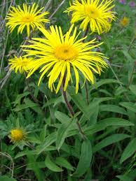 Image result for Inula hirta
