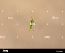 Attēlu rezultāti vaicājumam “Licea pygmaea macro”