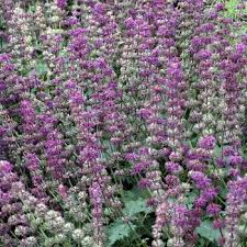 Attēlu rezultāti vaicājumam “Salvia verticillata”