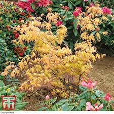 Image result for Acer palmatum `Orange Dream`