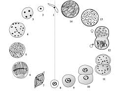 Attēlu rezultāti vaicājumam “Aphodius subterraneus imago”