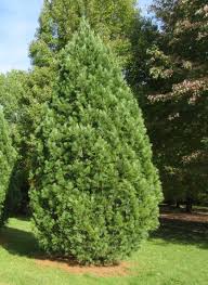 Attēlu rezultāti vaicājumam “Pinus cembra”