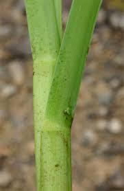 Attēlu rezultāti vaicājumam “Glyceria maxima leaf”